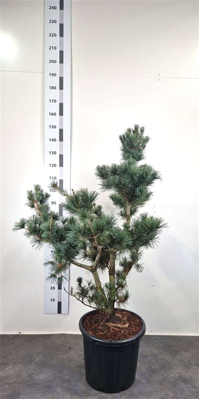 Pinus parv. 'Negishi' - 120-140 CM Bonsai Cont.